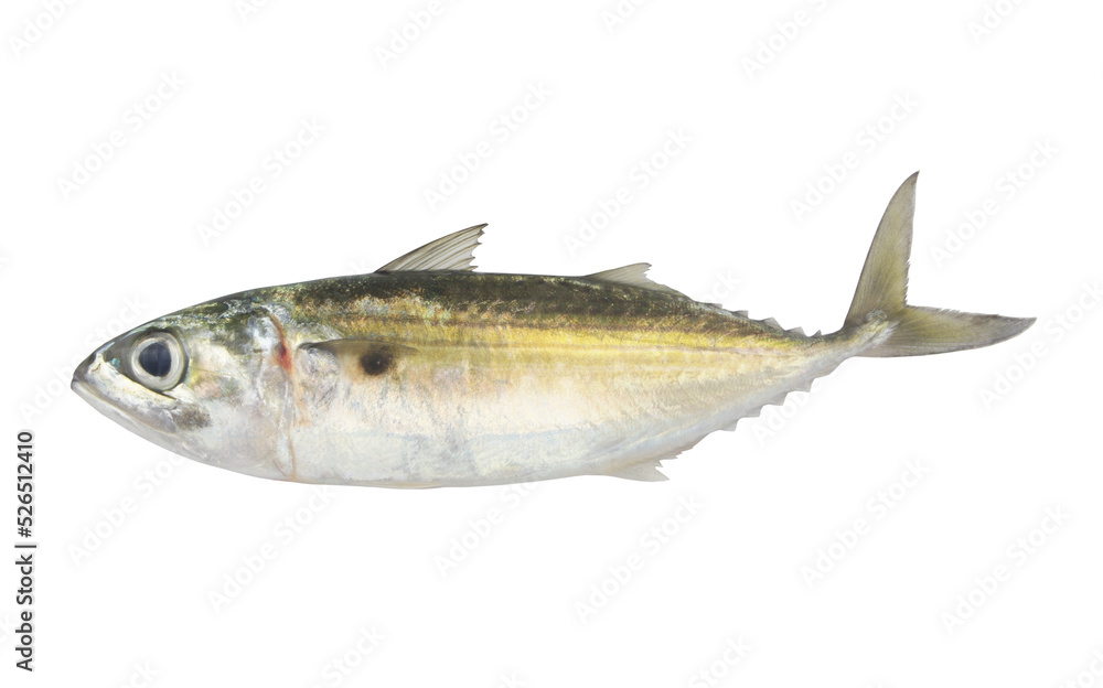 Jack mackerel fish isolated on white background Jack mackerel fish isolated on white background