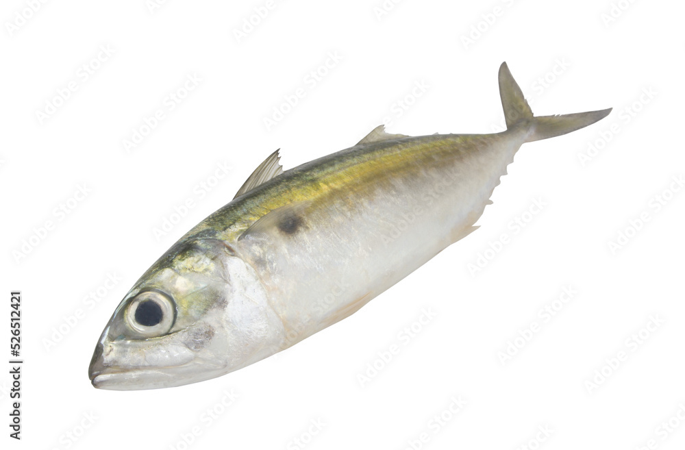 Fresh jack mackerel fish isolated on white Fresh jack mackerel fish isolated on white