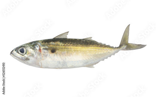 Jack mackerel fish isolated on white background