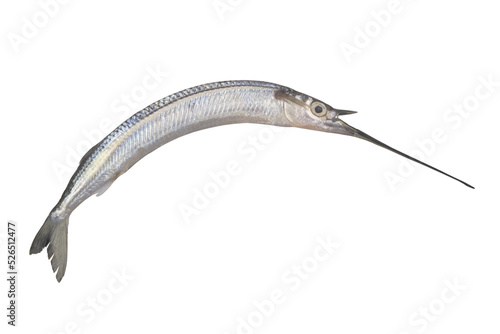 Sea-needle fish isolated on white background