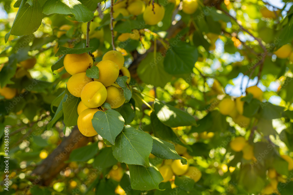 a mature yellow apricot on a tree against a background of delicate green leaves with a blurred background.