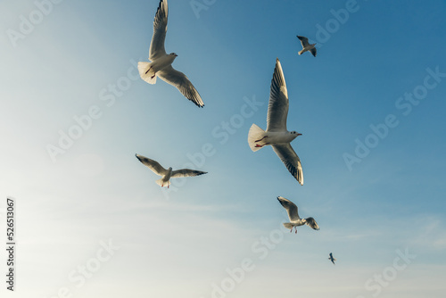 Seagulls flying high in the wind against the blue sky and white clouds  a flock of white birds