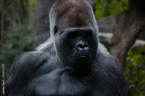thinking gorilla © Peter