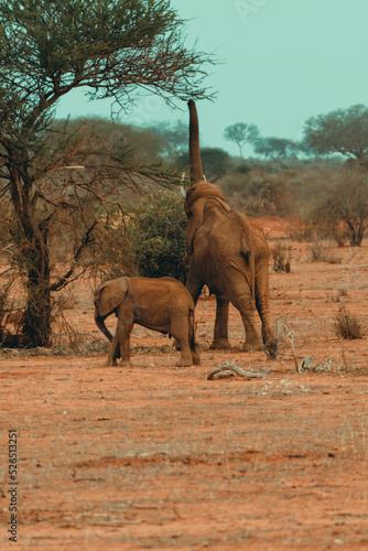 Mother elephant and her baby having lunch in the Savannah