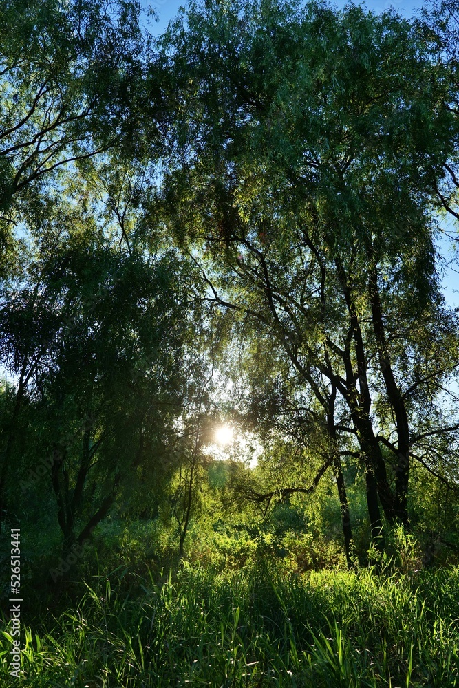 나무, 네이처, 나무, green, sky, 나무, 공원, 경관, 나무, 목초, 봄, 여름, 가지, 나뭇잎, 태양, 나뭇잎, 나이든, 떡갈나무, 소나무, blue, 나무, 가지, 가을, 내추럴, 명랑한 나무, 네이처, 나무, green, sky, 나무, 공원, 경관, 나무, 목초, 봄, 여름, 가지, 나뭇잎, 태양, 나뭇잎, 나이든, 떡갈나무, 소나무, blue, 나무, 가지, 가을, 내추럴, 명랑한