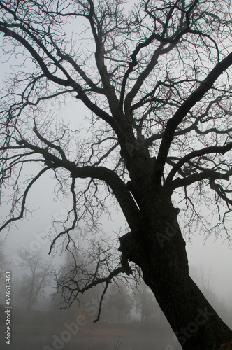 scene with a spooky bare branched tree and fog over a lake