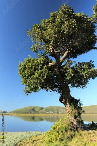 Landscape with water - beautiful lagoon in Knysna, South Africa