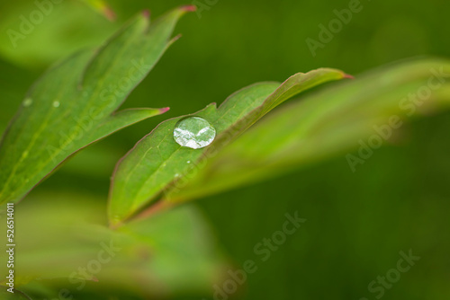 Macro view of raindrops on green peony leaves. 