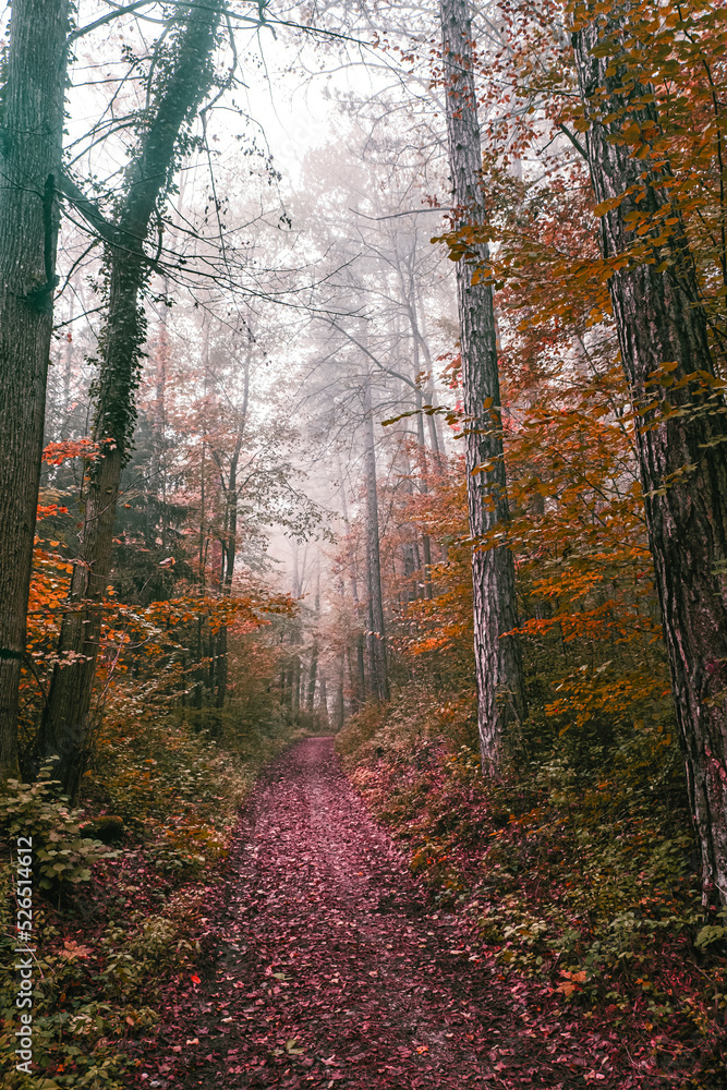 Naklejka premium misty autumn forest 