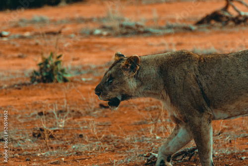 Young lioness hunting at sunset in the middle of the savannah