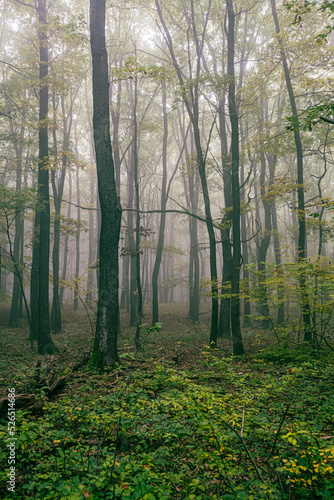 misty autumn forest 