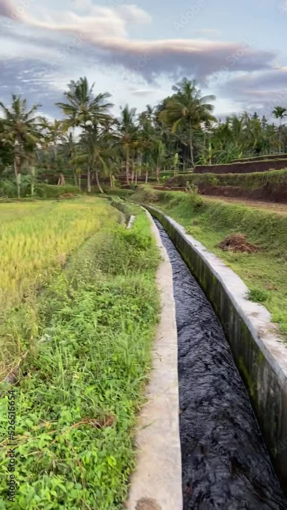 Balade dans un rizière à Lombok - Indonésie Balade dans un rizière à Lombok - Indonésie