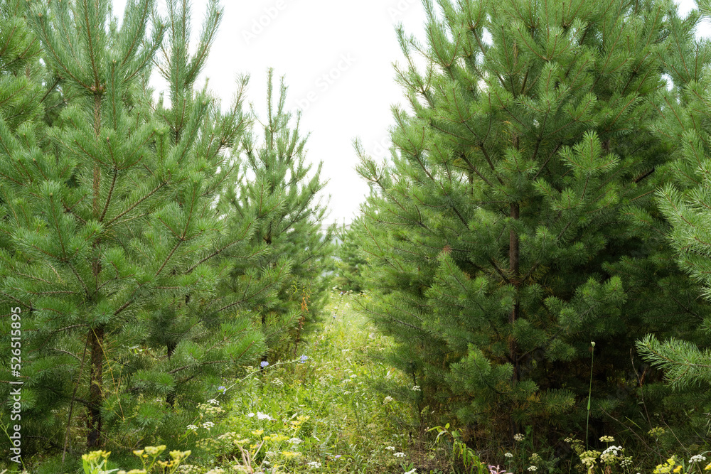 Natural terrain , coniferous forest and a beautiful natural alley Natural terrain , coniferous forest and a beautiful natural alley