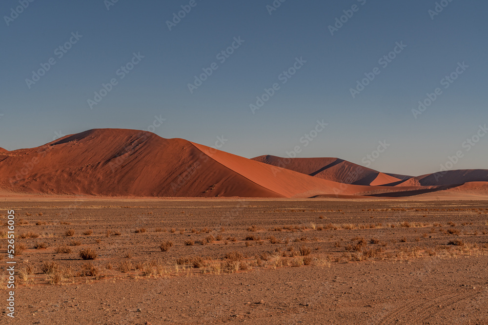 huge sand dunes in the Namib Desert with trees in the foreground of Namibia huge sand dunes in the Namib Desert with trees in the foreground of Namibia