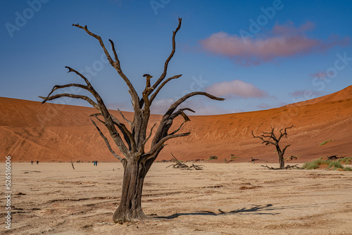 Dead Camelthorn Trees against red dunes and blue sky in Deadvlei, Sossusvlei. Namib-Naukluft National Park, Namibia, Africa