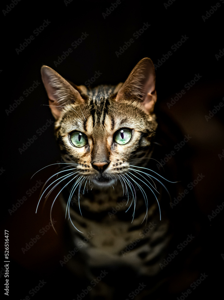 Katzenkopf mit schwarzem Hintergrund