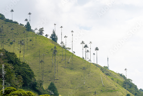views of cocora valley and its tall palm trees photo