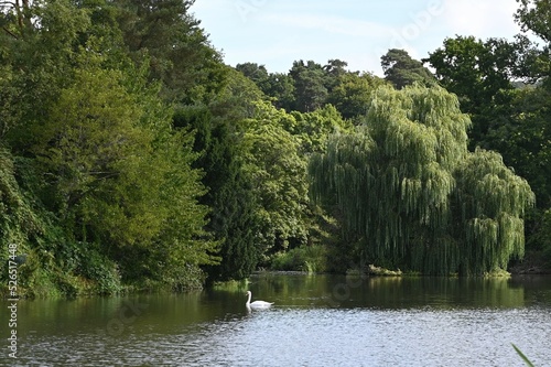 A lake at an English country estate in the UK. #526517448