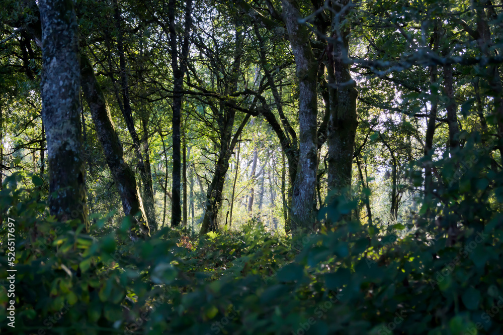 Fototapeta premium Bosque tradicional gallego