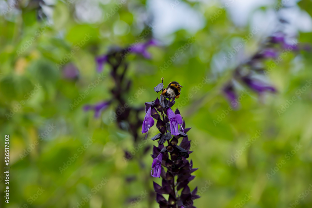 Abeja libando las flores de una salvia amistad Abeja libando las flores de una salvia amistad