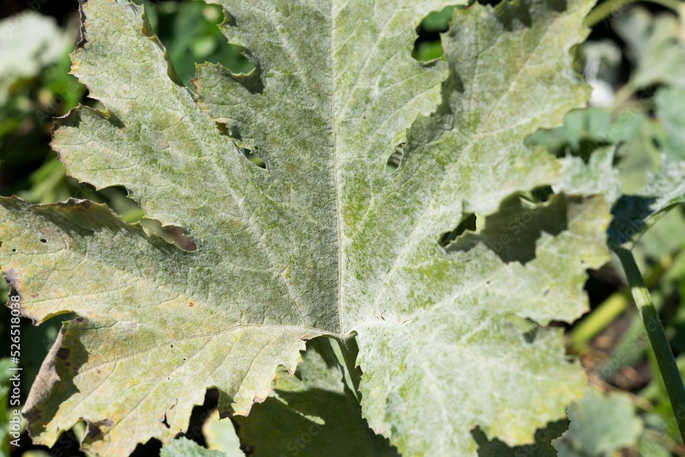 zucchini leaf close up (covered with powdery mildew) zucchini leaf close up (covered with powdery mildew)