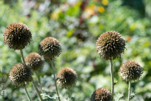globe thistle seed heads  no petals  in a summer garden