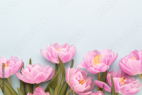 Fototapeta Naklejka Na Ścianę i Meble -  Pink tulip flower on pastel background.