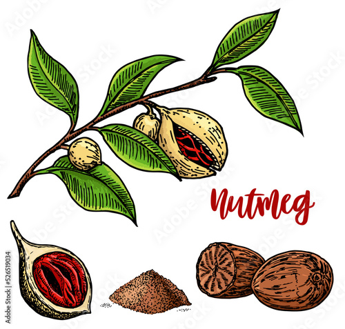 Nutmeg spice vector drawing sketch set. Ground seasoning nut. Condiment engraved color illustration. Dried seeds, fresh mace fruits Herbal ingredient, cooking flavor