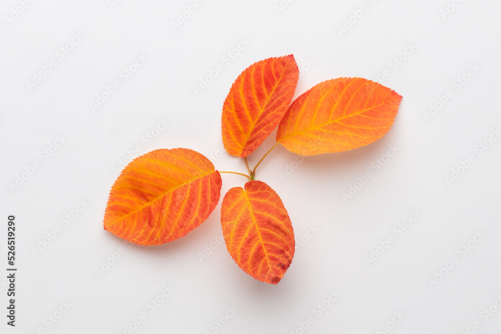 Autumn maple leaves isolated on white background. Autumn maple leaves isolated on white background.