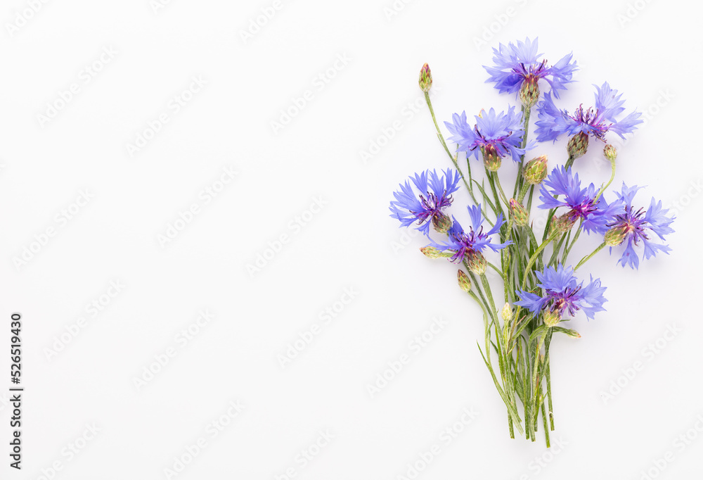 Obraz premium Alternative Medicine. Centaurea cyanus, Cornflower Herb capsule, Nutritional Supplement.