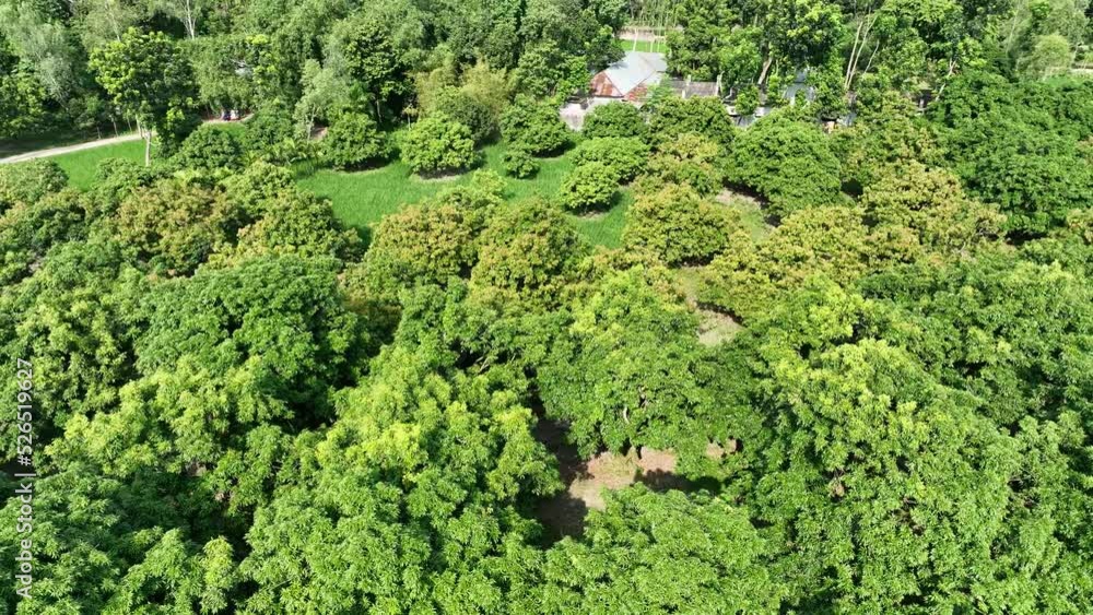 tree garden aerial view tree garden aerial view