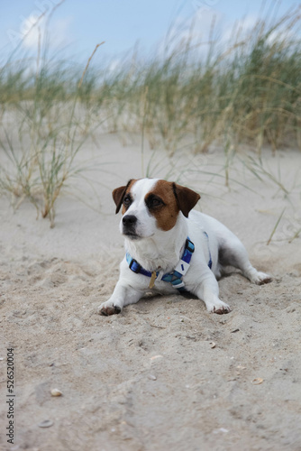 jack russell terrier on the beach