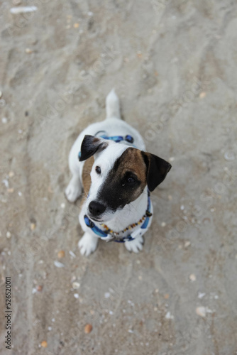 jack russell terrier on the beach