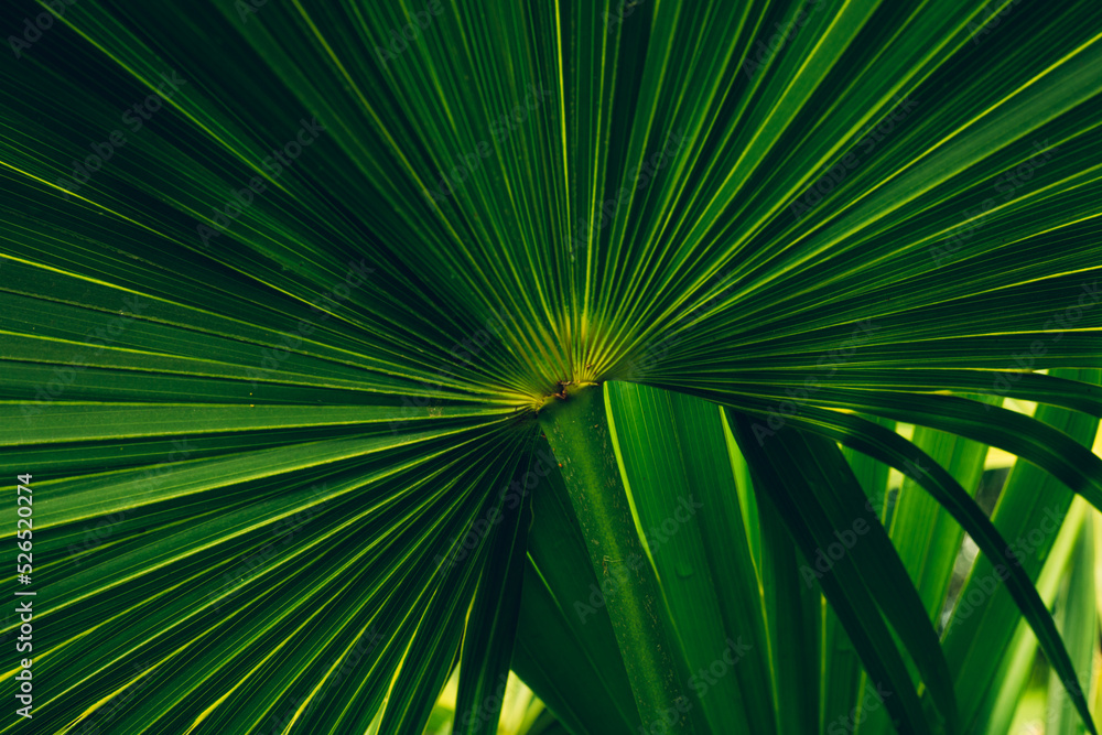 Fototapeta premium abstract green palm leaf texture, nature background, tropical leaf