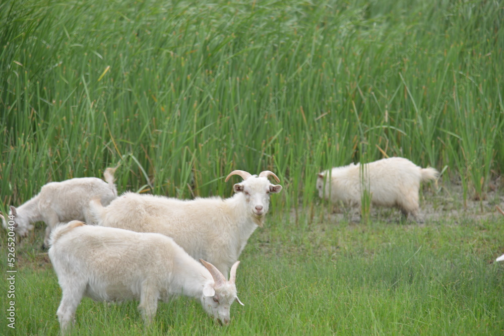 Obraz premium 羊毛, 草, とぶ, 野原, 哺乳動物, 家畜, 牧草地, 神の子羊, 牧草, 雌羊, 動物, 放牧, 好奇心をそそる