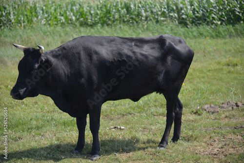 牛, 動物, 野原, 哺乳動物, 牧草地, 牧草, 雄牛, 放牧, 牛乳, 家畜, 農業