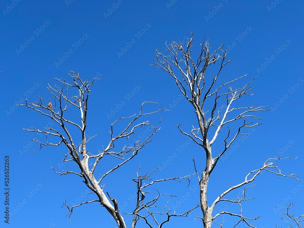Branches of a dried tree in the Kopacki rit Nature park - Kopacevo, Croatia (Grane osušenog stabla u parku prirode Kopački rit, Baranja - Kopačevo, Hrvatska) Branches of a dried tree in the Kopacki rit Nature park - Kopacevo, Croatia (Grane osušenog stabla u parku prirode Kopački rit, Baranja - Kopačevo, Hrvatska)