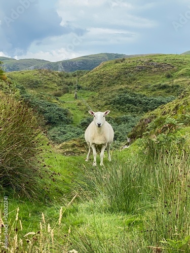 Sheep Roadblock