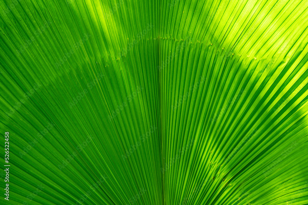 Fototapeta premium abstract green palm leaf texture, nature background, tropical leaf