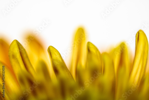 Close-up of yellow Dahlia petals