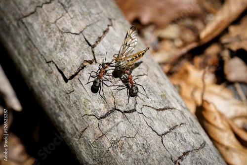 forest ant at work © Milan