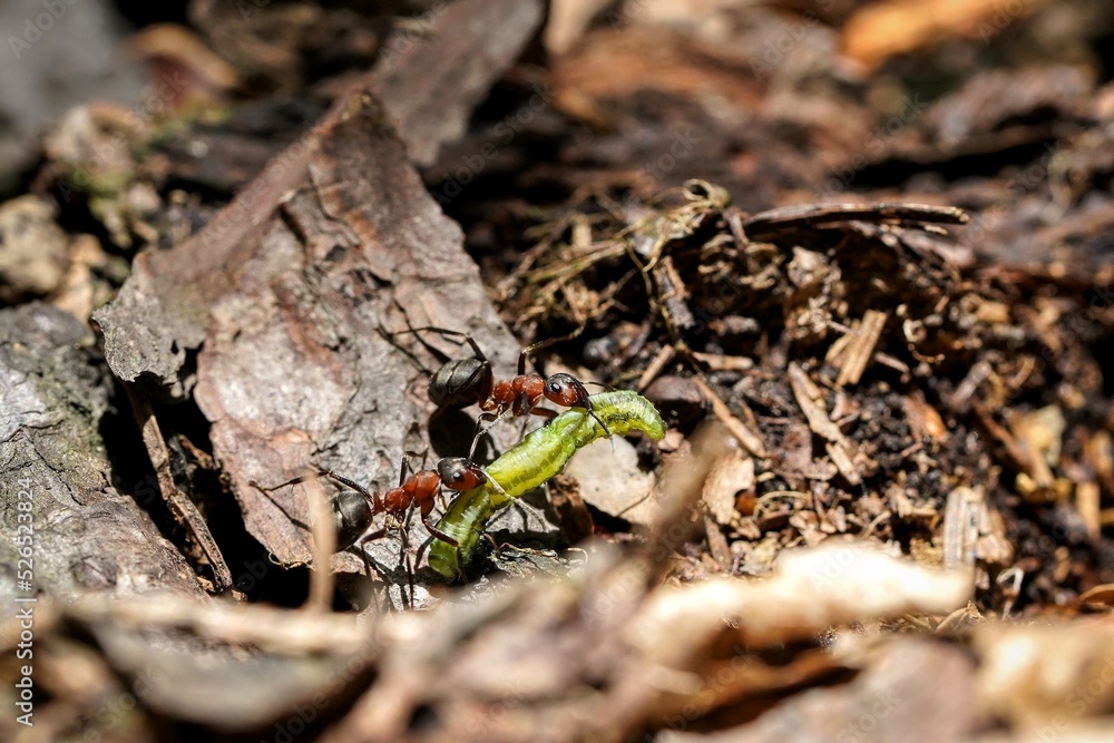 forest ant at work
