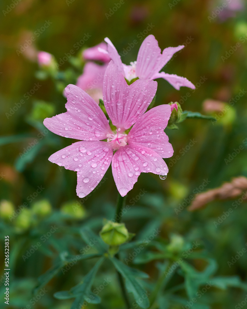 close up of pink flower close up of pink flower