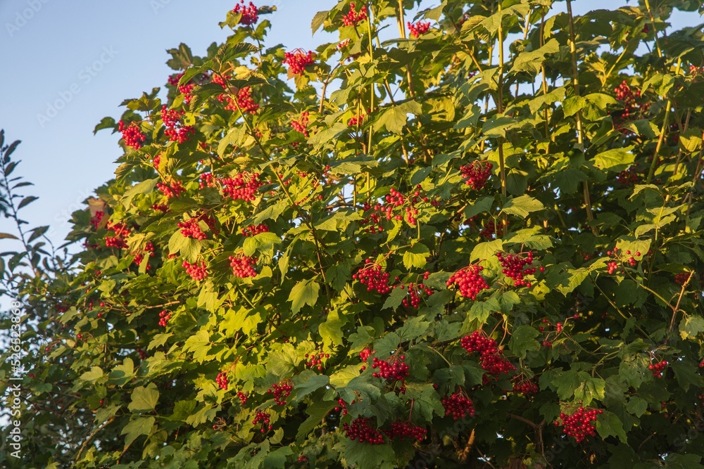 Ripe fruit of viburnum on the branches at the garden Ripe fruit of viburnum on the branches at the garden