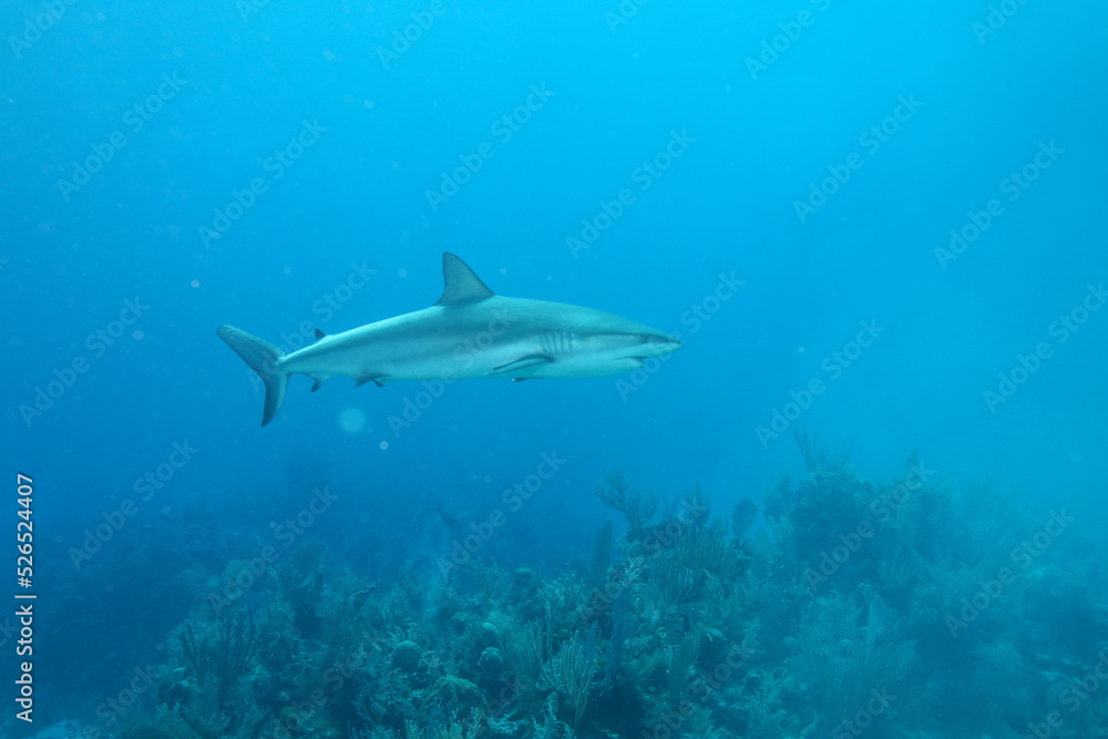 Naklejka premium Bahamas