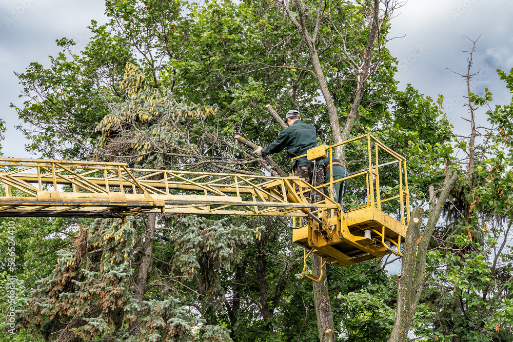 Workers cut down an old dry dead tree with a chainsaw in a city park using a truck crane.