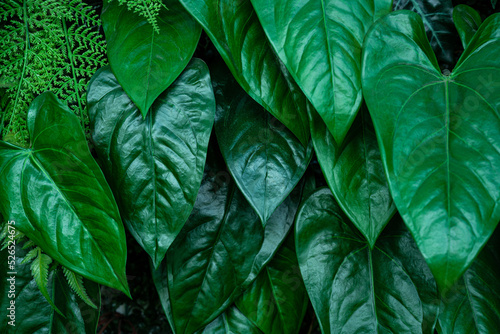 closeup nature view of tropical leaves background, dark nature concept