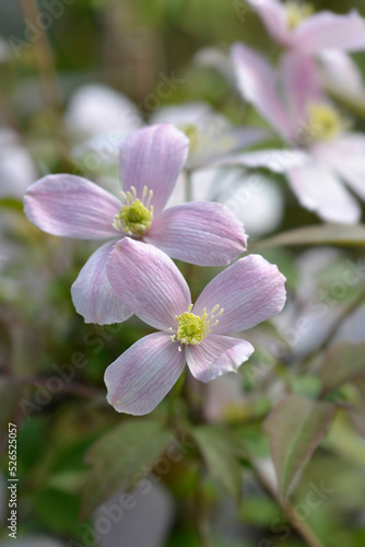 Mountain clematis Rubens