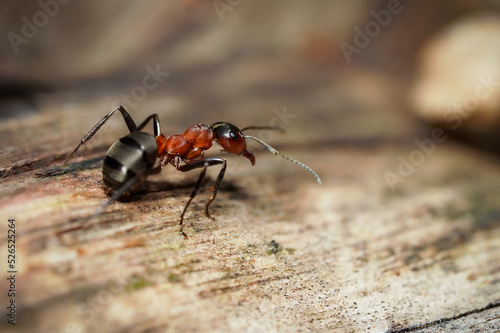 forest ant at work