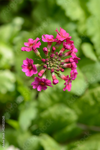 Japanese Primrose Millers Crimson